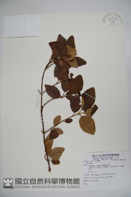 登錄號:S081525藏品圖，第1張