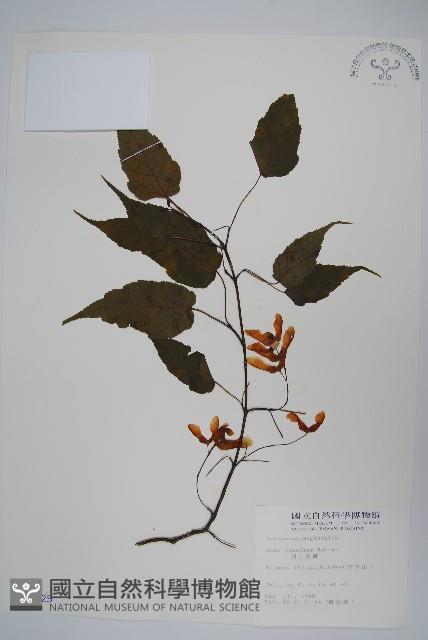 大屯尖葉槭, 川上氏槭藏品圖，第1張