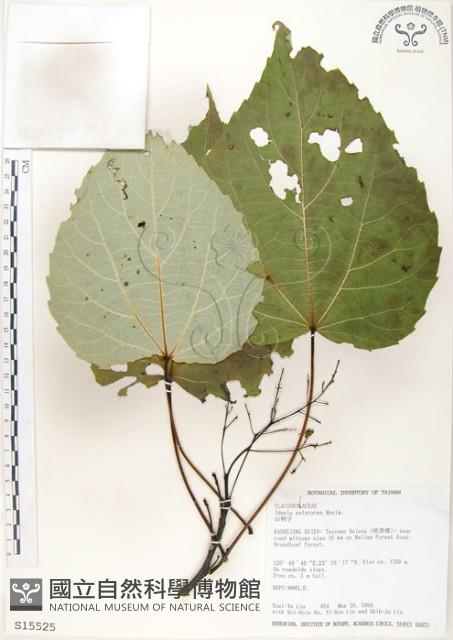 山桐子藏品圖，第1張