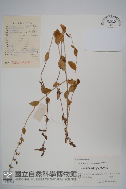 湖南沙參、寬裂沙參藏品圖，第1張