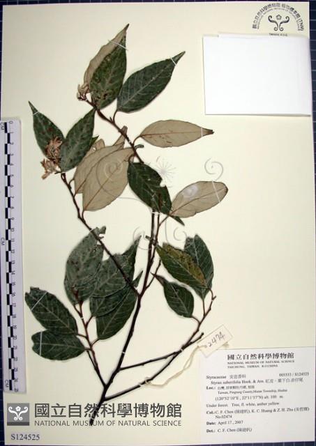 紅皮、葉下白、赤仔尾藏品圖，第1張