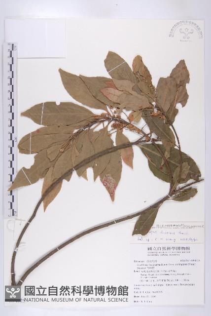 杜英藏品圖，第1張