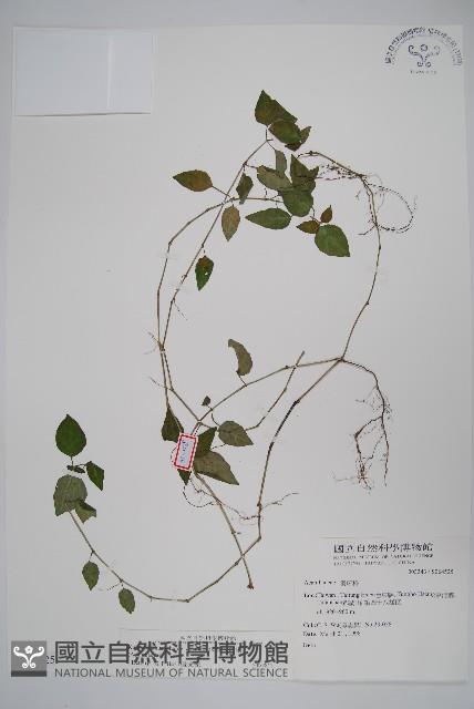 銀脈爵床藏品圖，第1張