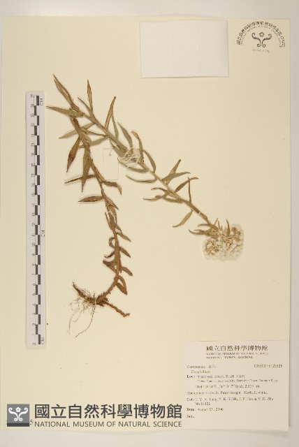 登錄號:S123525藏品圖，第1張