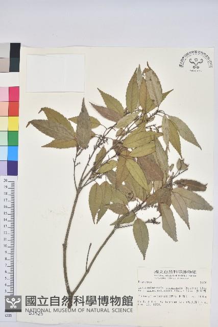 狹葉椆藏品圖，第1張