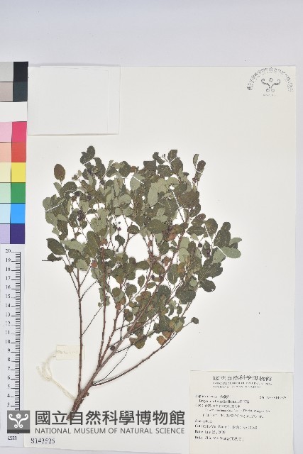 紅仔珠藏品圖，第1張