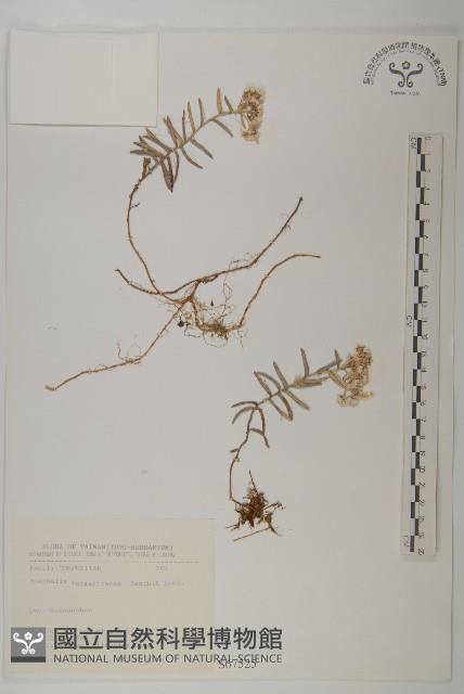 抱莖籟簫藏品圖，第1張