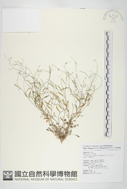 玉山筷子芥藏品圖，第1張