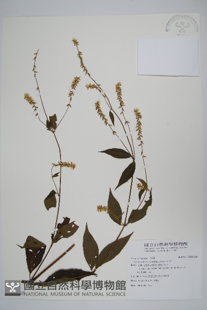 牛膝藏品圖，第1張
