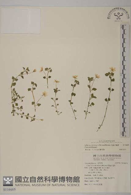 阿里山繁縷藏品圖，第1張