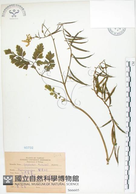 臺灣黃菫藏品圖，第1張