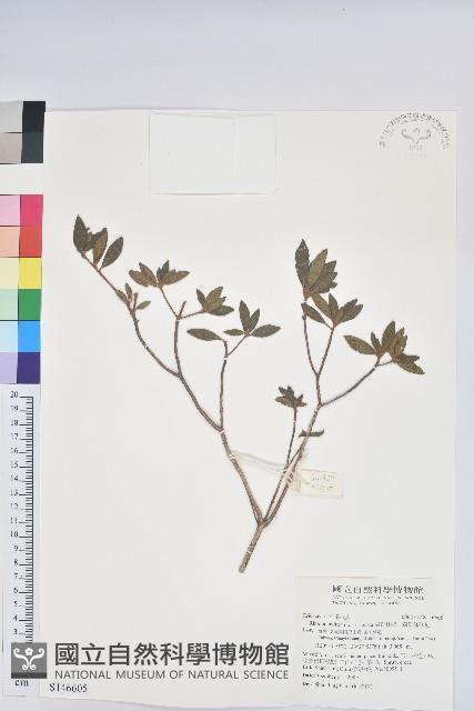 森氏杜鵑、森氏滿江紅藏品圖，第1張