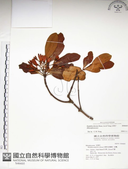 水筆仔藏品圖，第1張