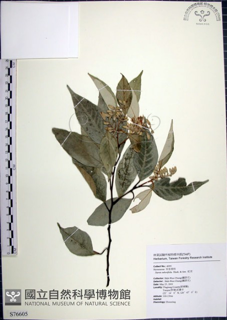 紅皮、葉下白、赤仔尾藏品圖，第1張