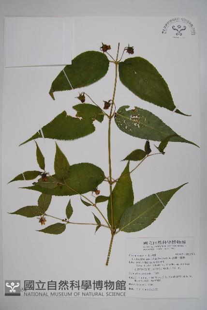 登錄號:S122605藏品圖，第1張