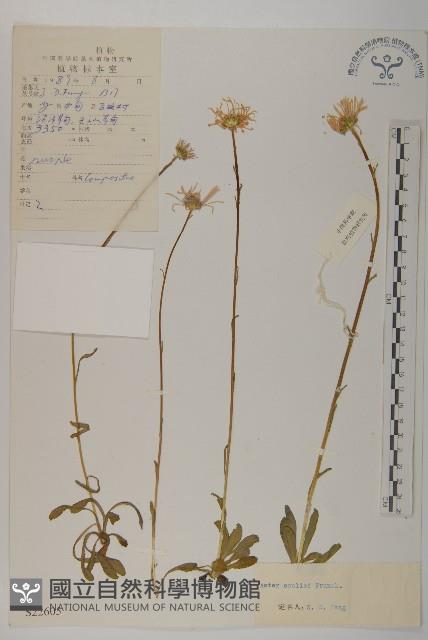 緣毛紫菀藏品圖，第1張