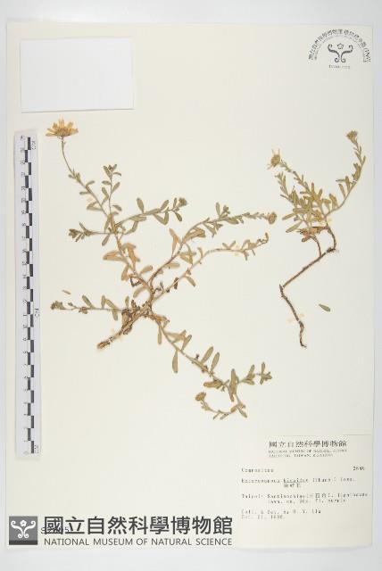 狗娃花藏品圖，第1張