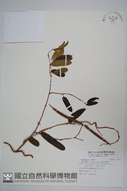 隱鱗藤藏品圖，第1張