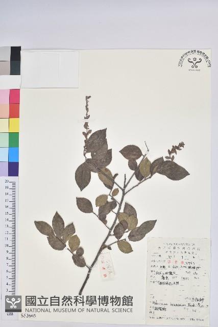 米飯花藏品圖，第1張