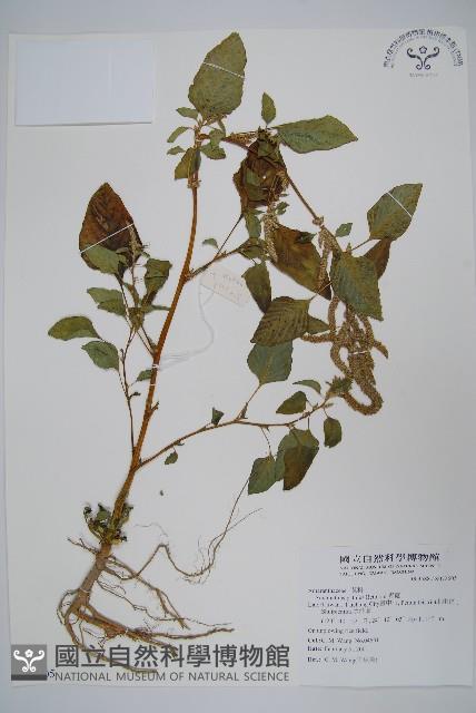 青莧藏品圖，第1張