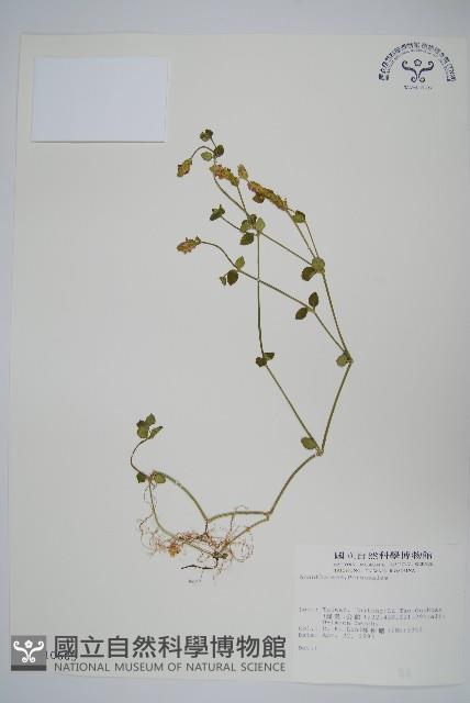 登錄號:S010605藏品圖，第1張