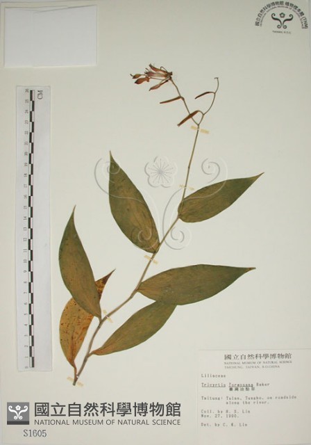 臺灣油點草藏品圖，第1張