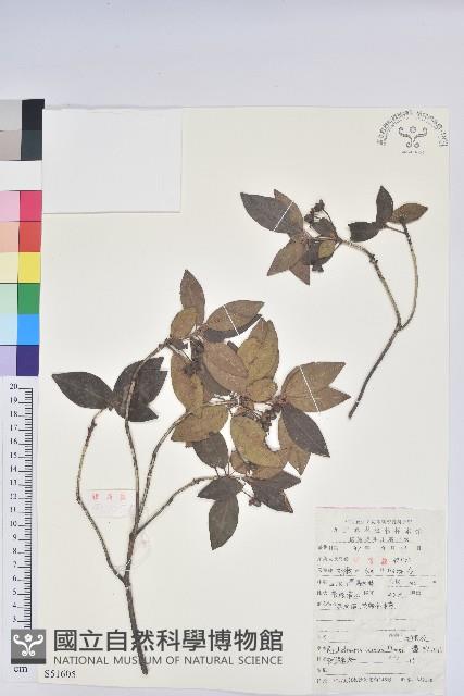 馬銀花藏品圖，第1張