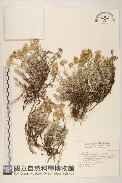 玉山薄雪草藏品圖，第1張