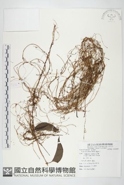 菟絲子藏品圖，第1張