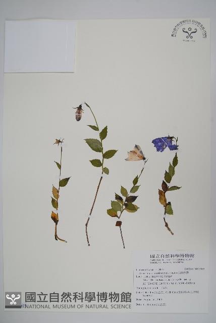 玉山沙參藏品圖，第1張