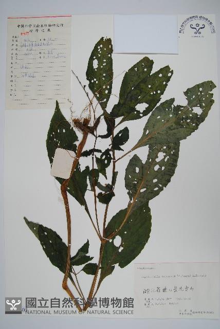 擬馬偕花、白接骨藏品圖，第1張