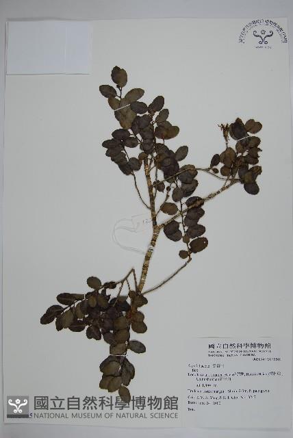 登錄號:S075605藏品圖，第1張