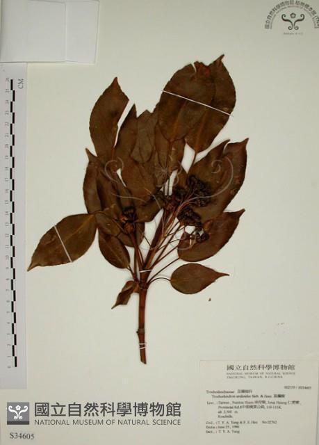 昆欄樹藏品圖，第1張