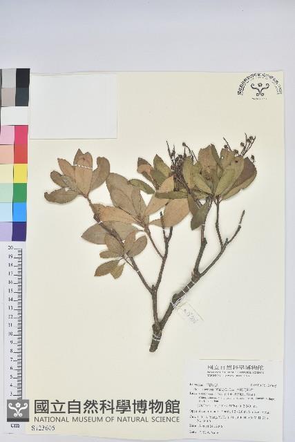 美麗馬醉木藏品圖，第1張