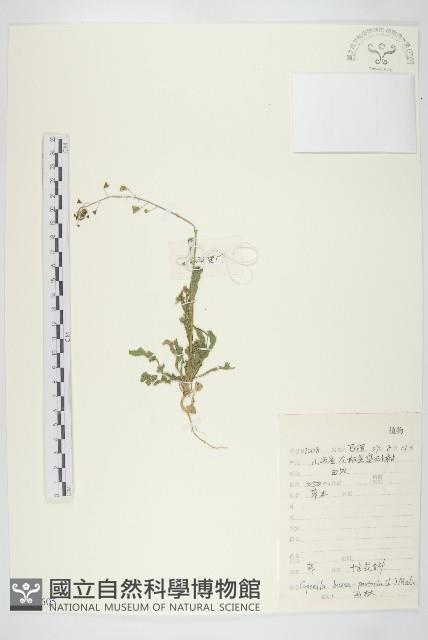 薺藏品圖，第1張