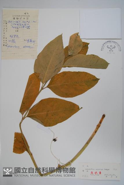 牛皮消、白薇藏品圖，第1張