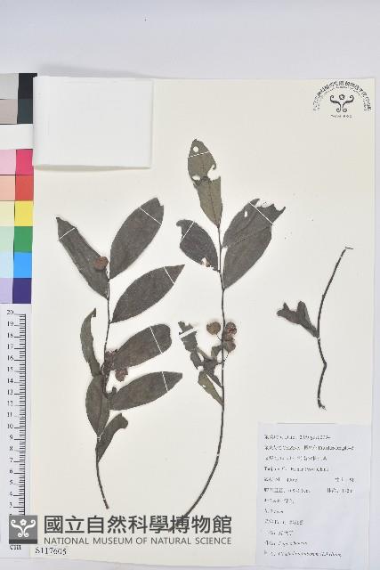 紅毛饅頭果藏品圖，第1張