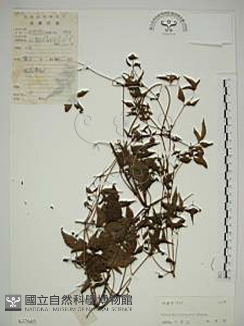 小木通藏品圖，第1張