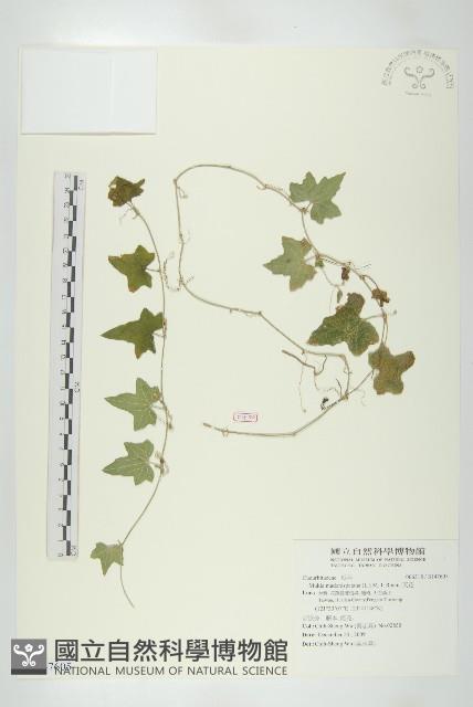 天花藏品圖，第1張