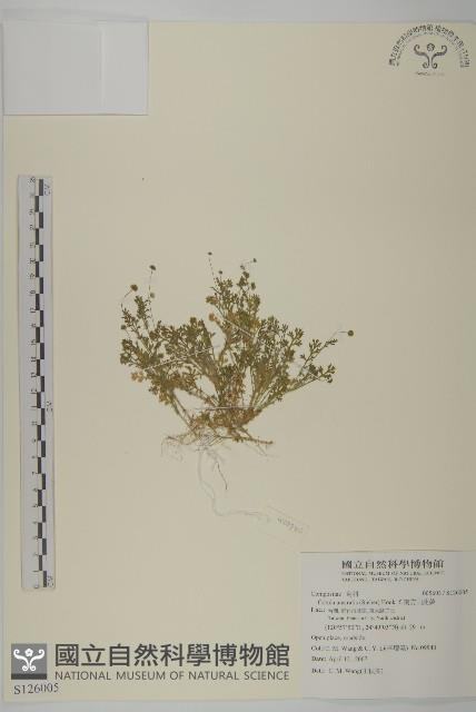 南方山芫荽藏品圖，第1張