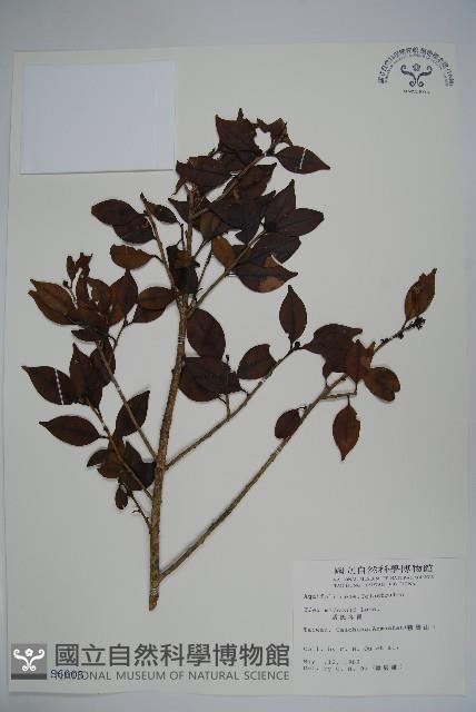 威氏冬青藏品圖，第1張