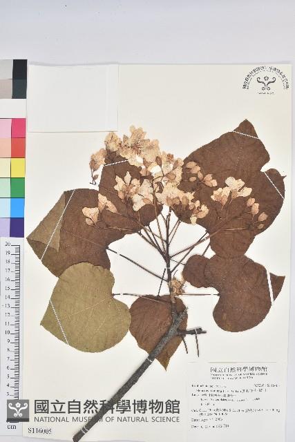 廣東油桐、皺桐藏品圖，第1張