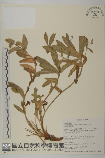 細葉假黃鵪菜藏品圖，第1張