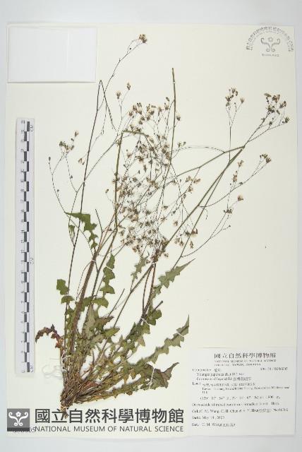 臺灣黃鵪菜藏品圖，第1張