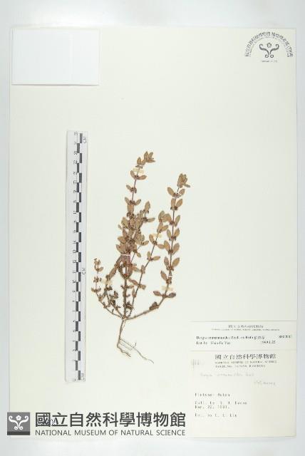 伯格草藏品圖，第1張