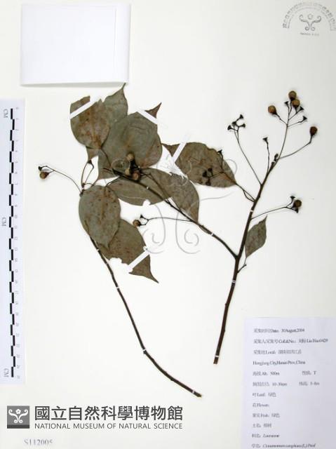 樟樹藏品圖，第1張