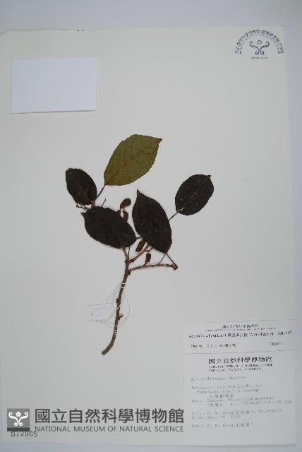 硬齒獼猴桃藏品圖，第1張