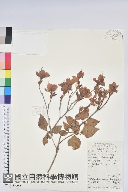 守城滿山紅、馬禮士杜鵑藏品圖，第1張