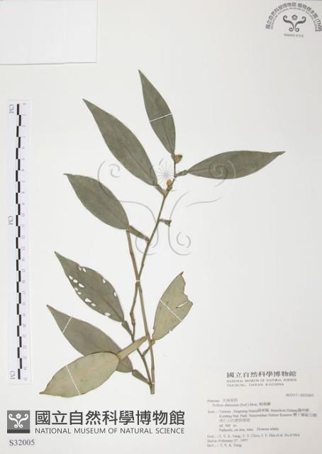 柚葉藤藏品圖，第1張