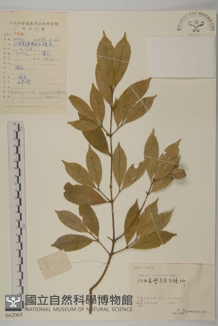 大果衛矛藏品圖，第1張